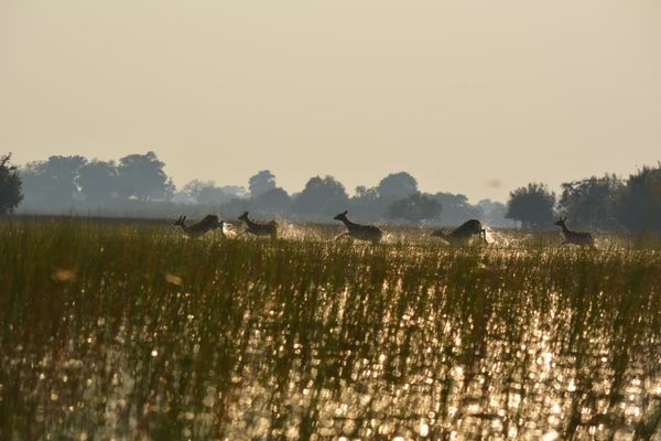 Impalas Galloping in the Okavango Delta thumbnail