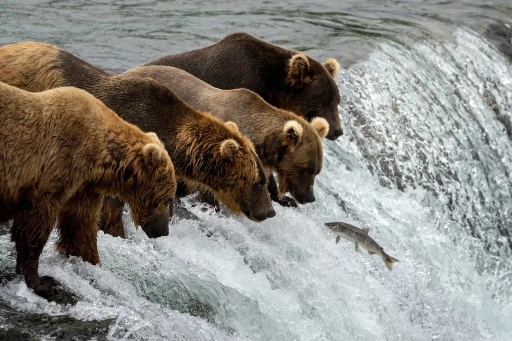 four brown bears eating jumping salmon at a small waterfall