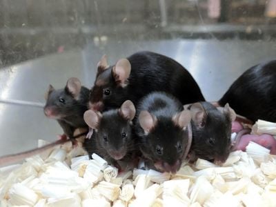 Mice pups were borne out of freeze-dried mice sperm that had been stored on the International Space Station for up to six years. Some of those mice and their offspring are pictured here. 