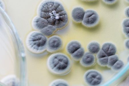 Do fungi like this Penicillium mold, which produces the the antibiotic penicillin, trace their origins to an ancestor that lived a billion years ago? 
