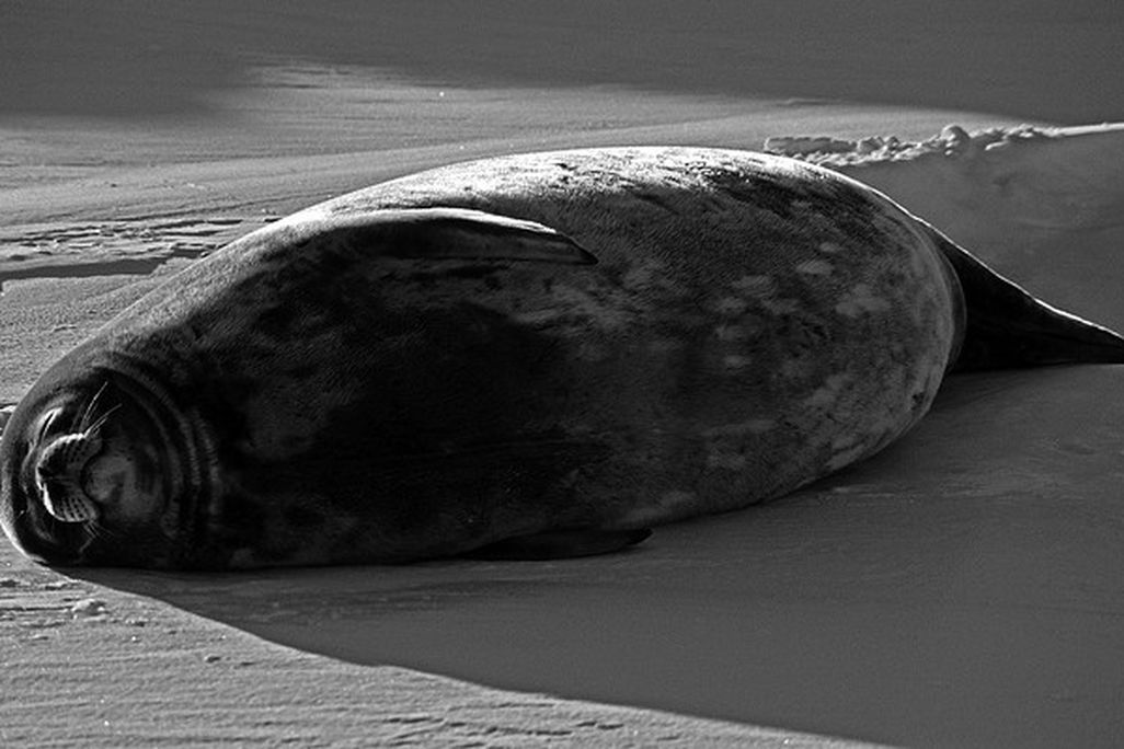 A Weddell Seal sunbathes near Antarctica’s Ross Sea. 