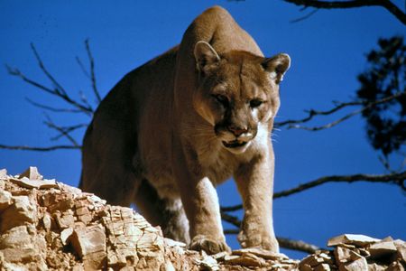 About 6% of mountain lion deaths between 2005 and 2014 were due to the plague, according to new research.
