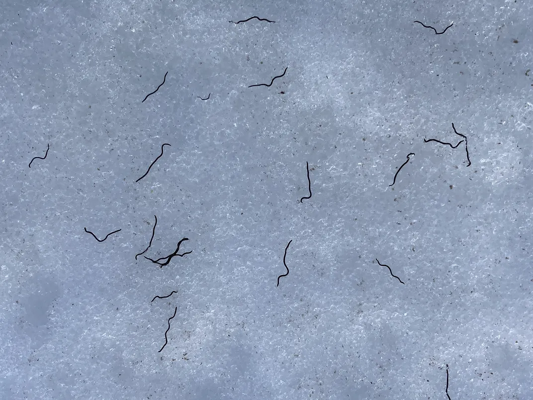 close-up of ice worms