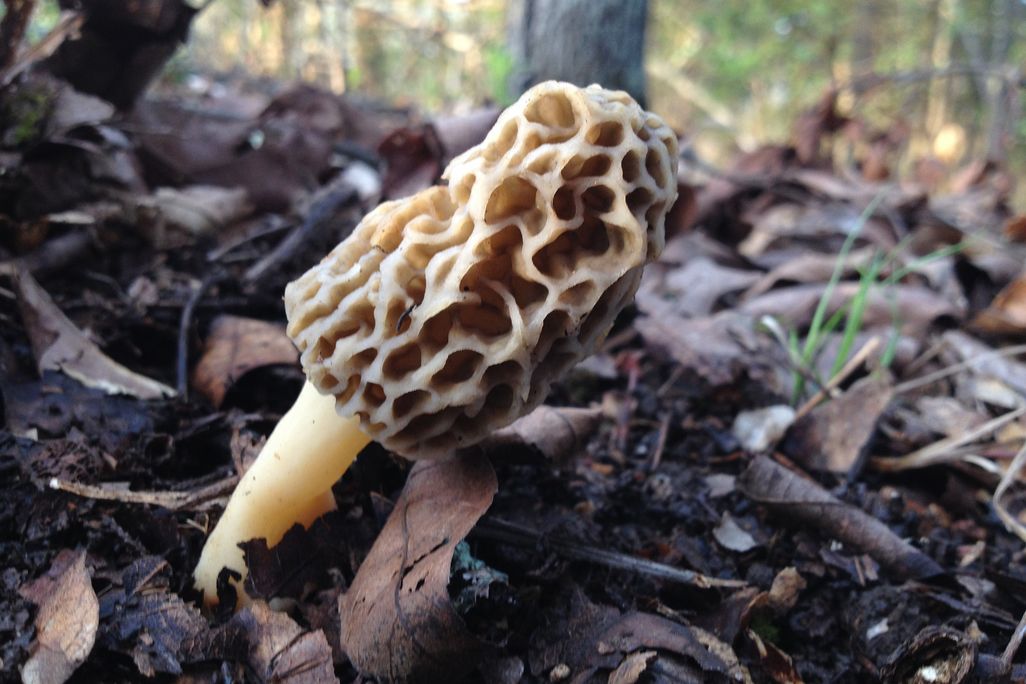 Morel Mushrooms
