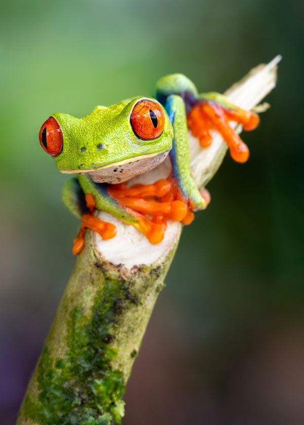 curious frog thumbnail