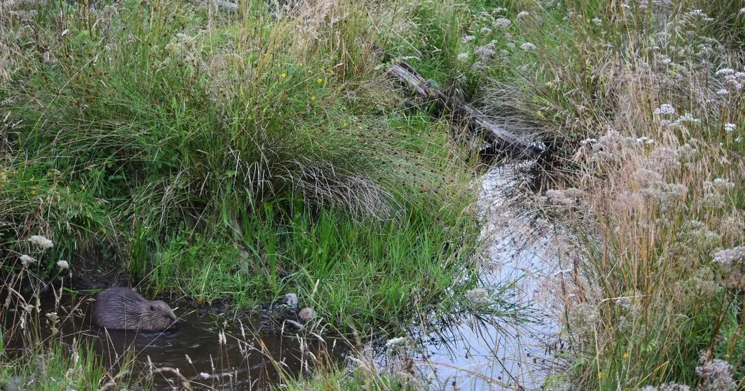 A beaver in a wetland