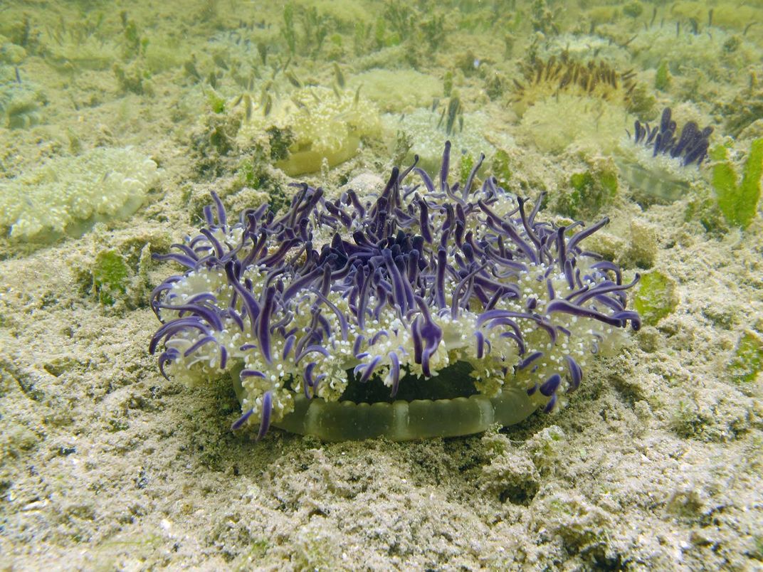 Cassiopea Jellyfish