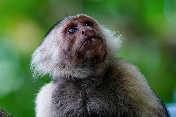 The One Eyed Capuchin thumbnail