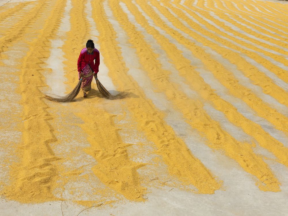 Drying rice the traditional way Smithsonian Photo Contest