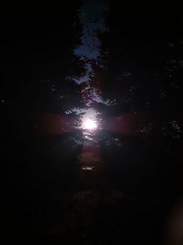 Moonrise Through the Pines thumbnail