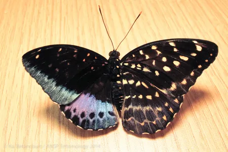 The Academy's live Lexias pardais with gynandromorphism