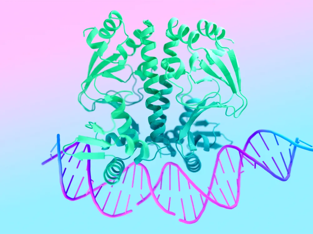 An image of a protein-DNA interaction, modeled by AlphaFold 3