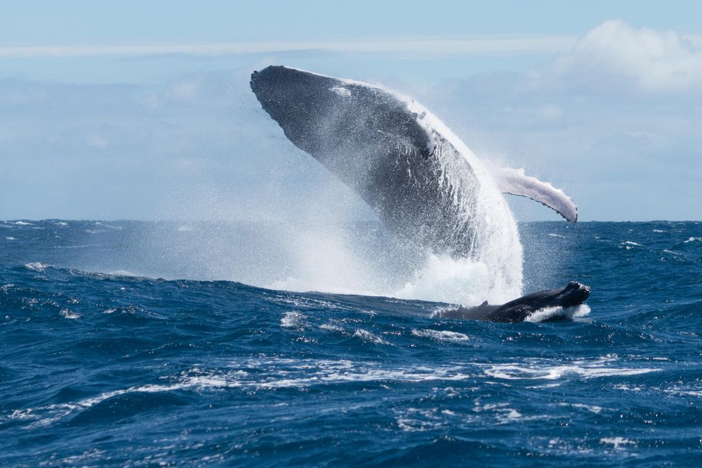 whale.jpg