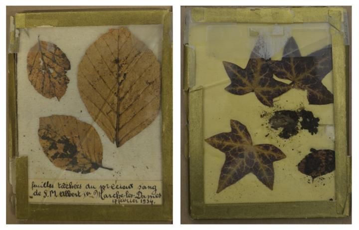 Leaves