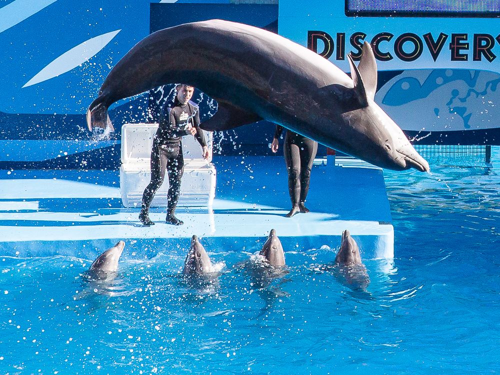 A dolphin jumps out of the water during a show at 6 flags Discovery