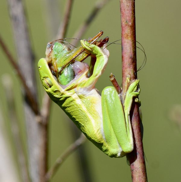 Green tree frog eating a katydid thumbnail