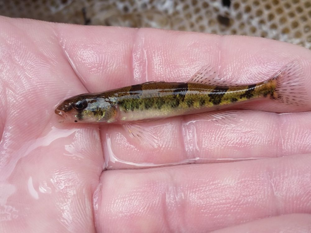 A Tiny, 'Endangered' Fish Delayed a Dam's Construction in the 1970s ...