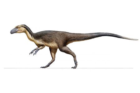 The feathers were probably dark colored, which was unexpected in a polar region and might mean that the animals changed colors with seasons.