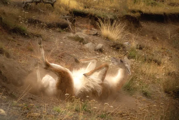 The Guanaco's Bath thumbnail