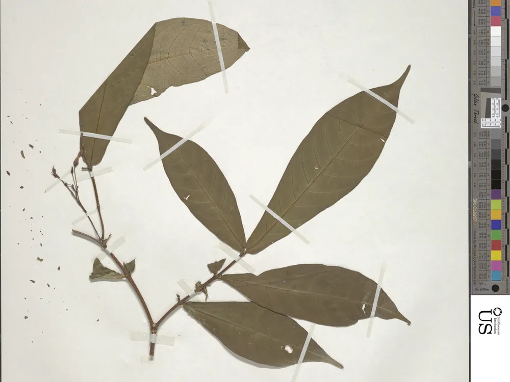 pressed leaves in a museum collection with notes