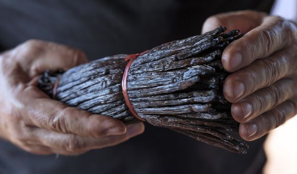 OPENER - Vanilla producer Bertrand Côme displays bound and dried vanilla beans for sale at his Réunion farm. The beans generally grow as long as 6 to 11 inches.