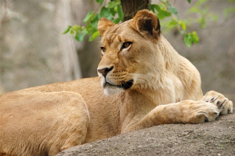 A Lioness Killed the Father of Her Cubs in Rare Attack at Indianapolis Zoo