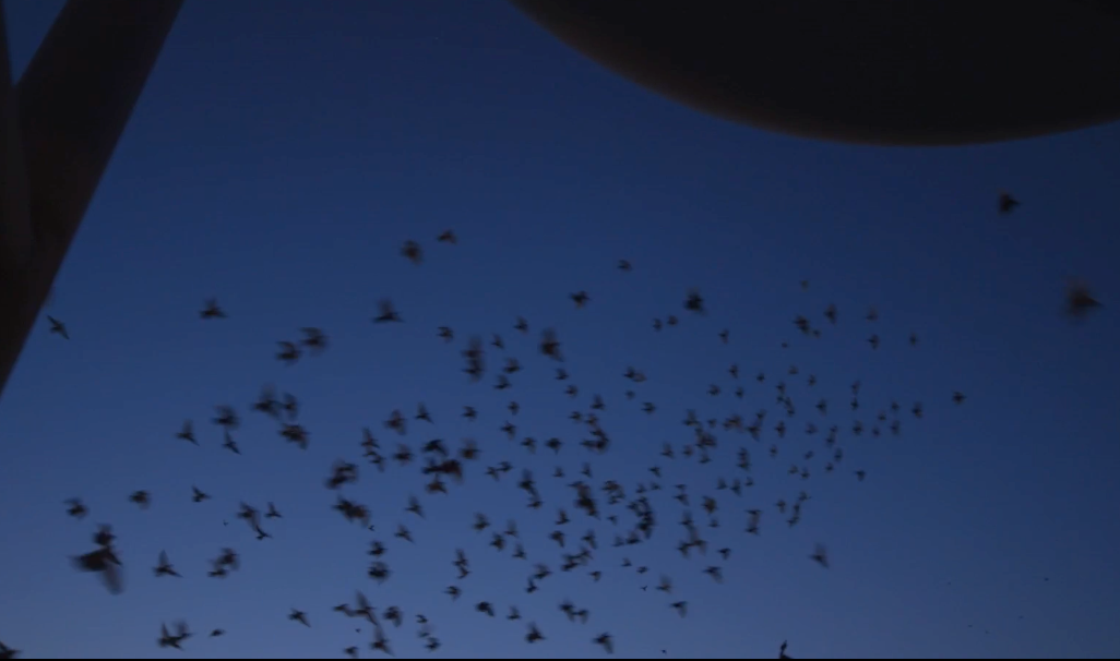 Fly By Night