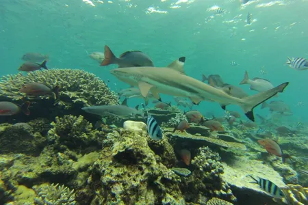 Blacktip reef sharks are one of five common species of reef sharks that are disappearing.
