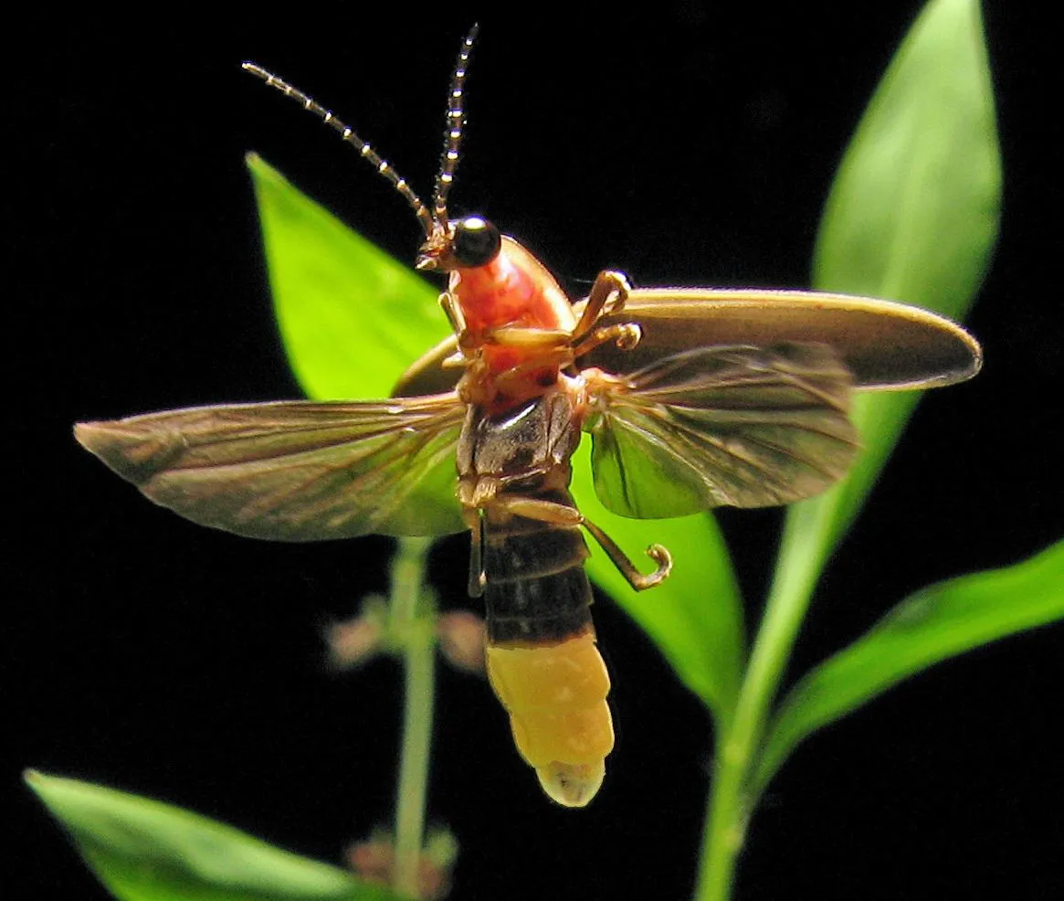 14 Fun Facts About Fireflies, Science