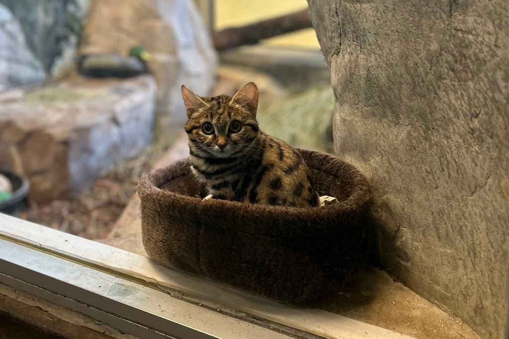 Small cat sitting in zoo enclosure looking at the camera