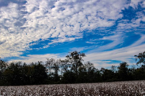 Endless Sky over unpicked Cotton Field in the FALL thumbnail