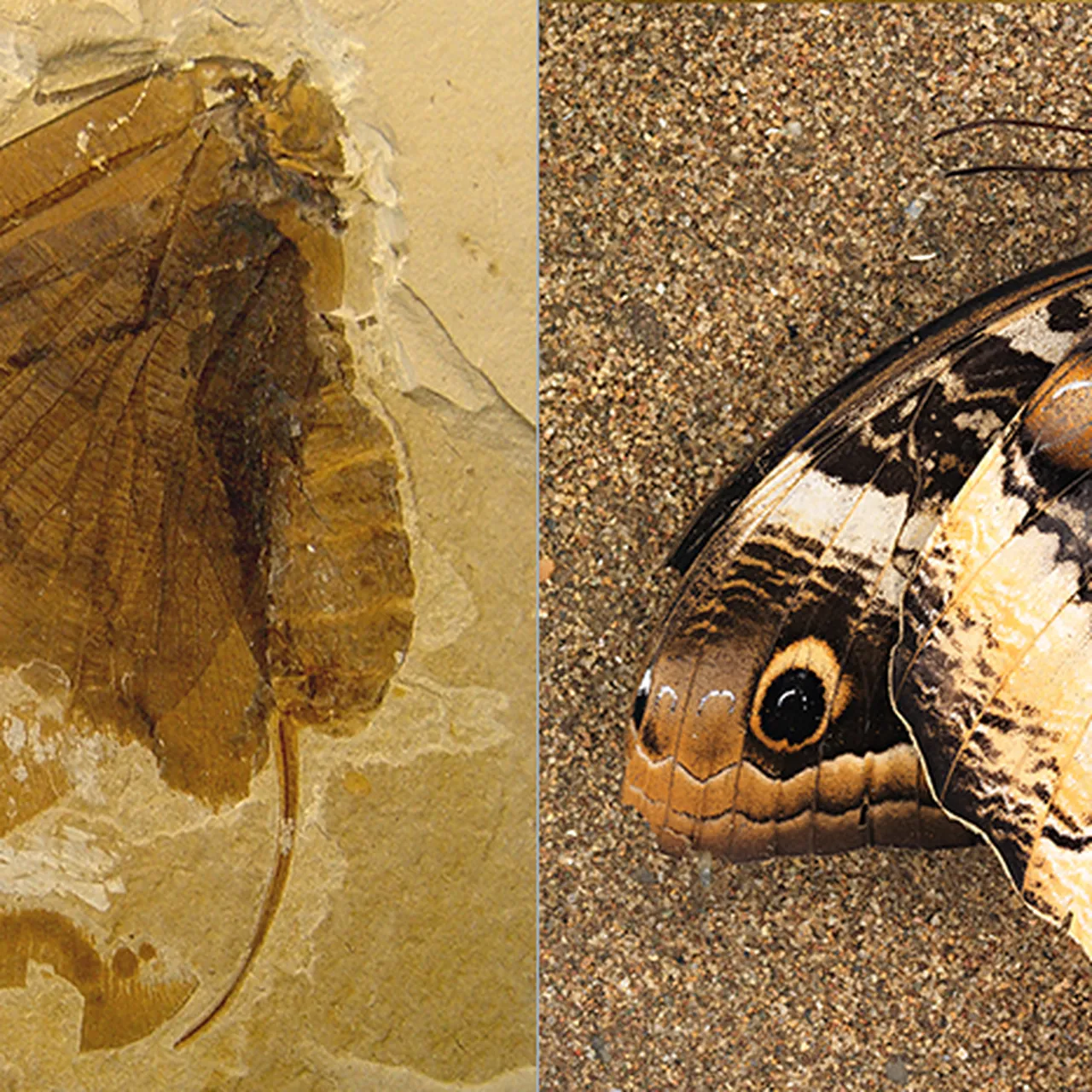 How Big Were Prehistoric Butterflies