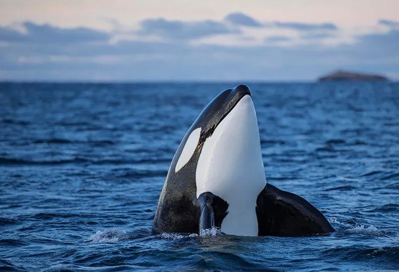 orca.jpg