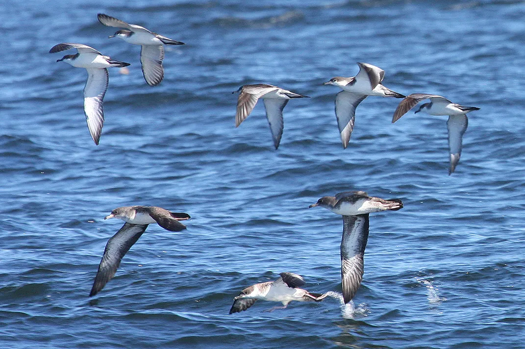 Great Shearwater with Buller's Shearwaters