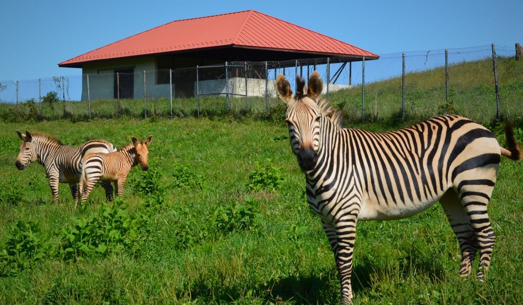 Three Hartmann's mountain zebras, including a 3-month-old colt, stand in a grassy field outside a barn at the Smithsonian Conservation Biology Institute.