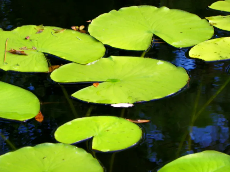 sams club lily pad float