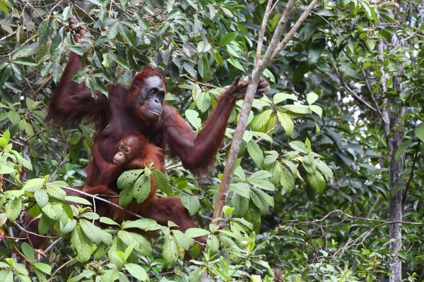 Female Bornean Orangutan and Baby thumbnail