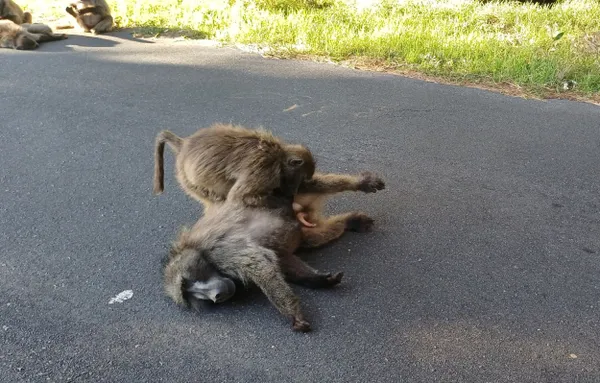 Two Naughty Baboons thumbnail