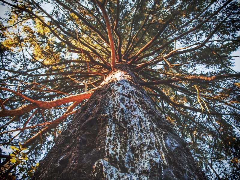 White sap leaking from a dying tree. Smithsonian Photo Contest