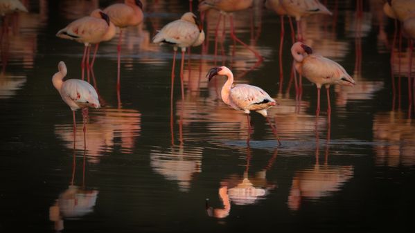 The Standout Flamingo at Lake Nakuru thumbnail