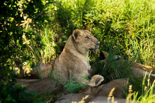 Silent Strength in the Grasslands thumbnail