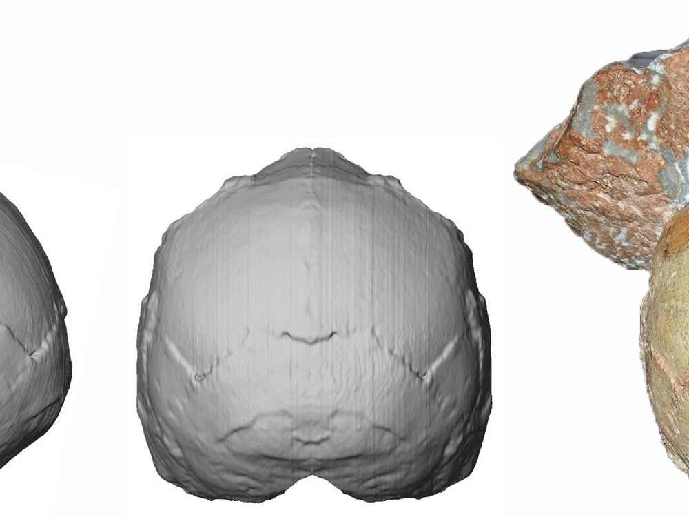 Apidima 1 and reconstruction.jpeg