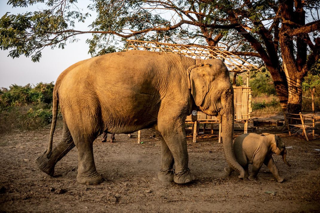 A recently collared captive elephant and her calf