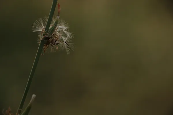 A big but small world thumbnail