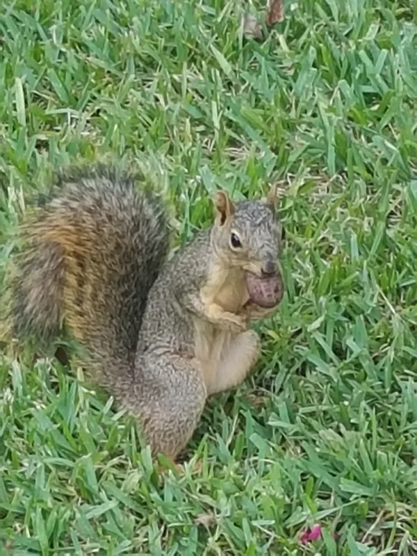 Squirrel thumbnail