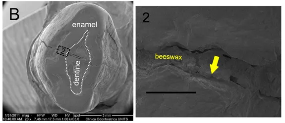 A scanning electron microscope