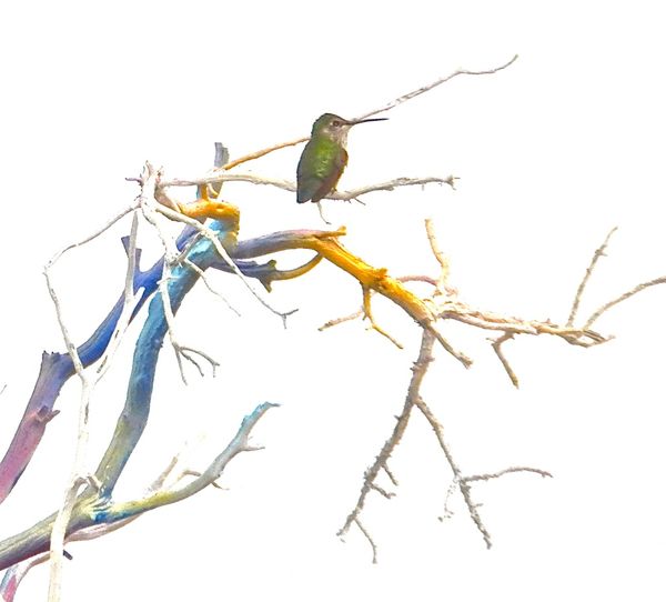 Hummingbird in painted tree thumbnail