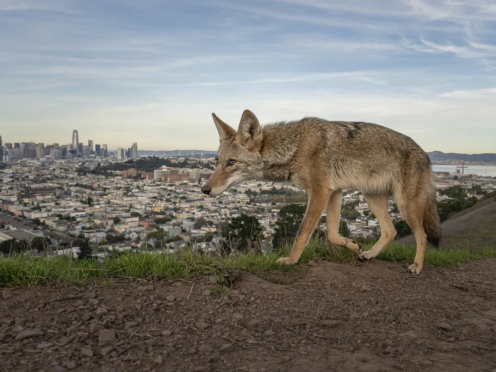a coyote walks on an elevated grassy area with San Francisco's skyline in the background