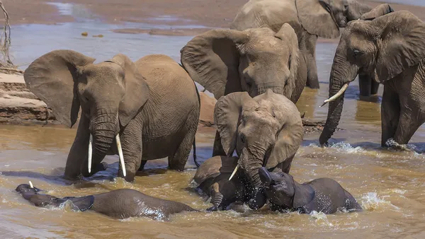 Enjoyment In The River thumbnail