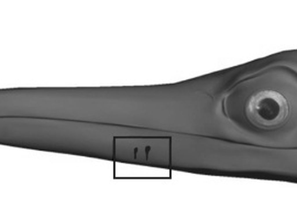 20110520083311platypterygius-restoration.jpg